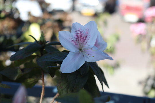 pink and white Azelia Winter flower