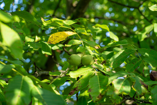 Unripe green walnuts growing on tree among leaves