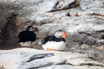 Two puffins resting on rocks inside a zoo enclosure