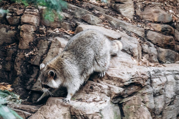 Raccoon walking on rocks in an outdoor habitat area
