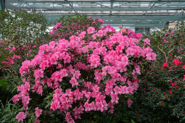 Blooming pink azalias flowers, azalia flowers in a greenhouse