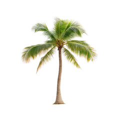 Obraz premium Isolated Tropical Palm Tree on Transparent Background