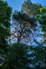 Tall pine tree crown against blue sky framed by green forest