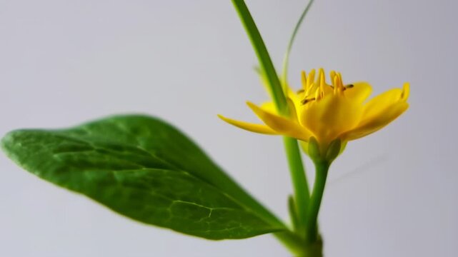 Vibrant Yellow Flower with Green Leaves on a Soft Background, Close-Up