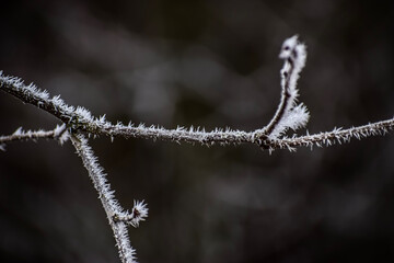 Branches with crystalline texture on a dark blurred background