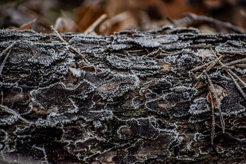 Textured bark with crystalline surface on a soft blurred background