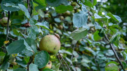 Green apple hanging on tree branch among leaves in orchard