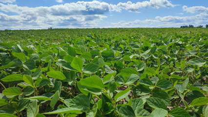 Young soybean plants growing in a green agricultural field