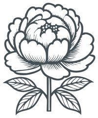 Stylized peony flower and leaves line art drawing illustration