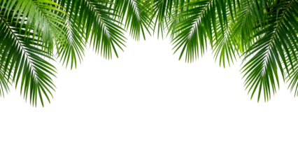 Lush green palm leaves create a tropical atmosphere with vibrant textures in daylight
