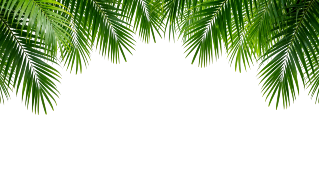 Lush green palm leaves create a tropical atmosphere with vibrant textures in daylight