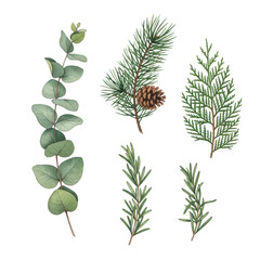 Set of four watercolor winter botanicals: eucalyptus, pine, cypress, and rosemary, isolated on a white background. Concept of festive winter flora