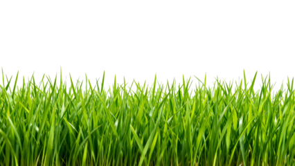 Lush green grass reaching towards the sky under bright sunlight in a clear outdoor setting