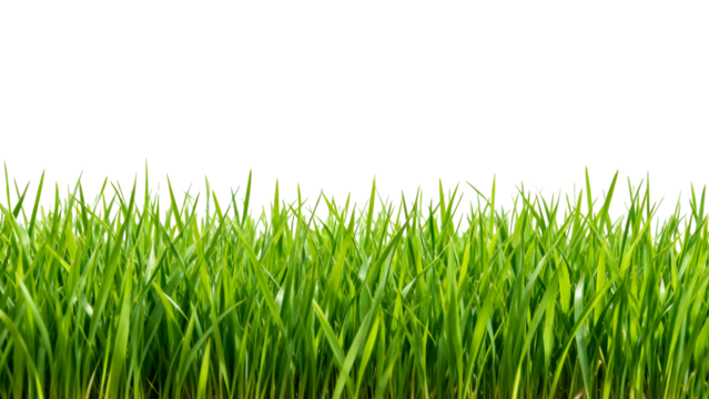 Lush green grass reaching towards the sky under bright sunlight in a clear outdoor setting