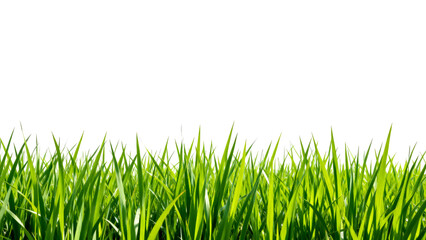 Obraz premium Fresh green grass under bright daylight with a clear white background highlighting natural beauty