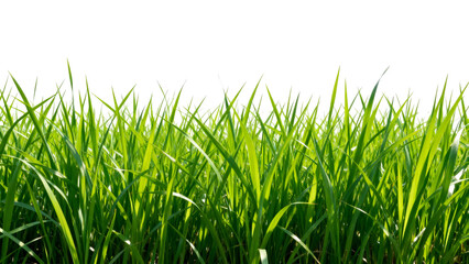 Obraz premium Bright green grass texture fills the space with a fresh and natural look for a modern design aesthetic