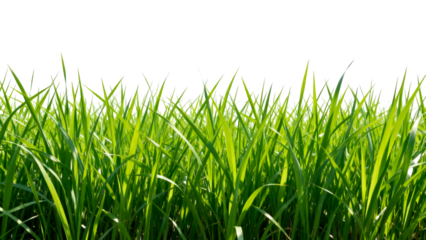 Bright green grass texture fills the space with a fresh and natural look for a modern design aesthetic
