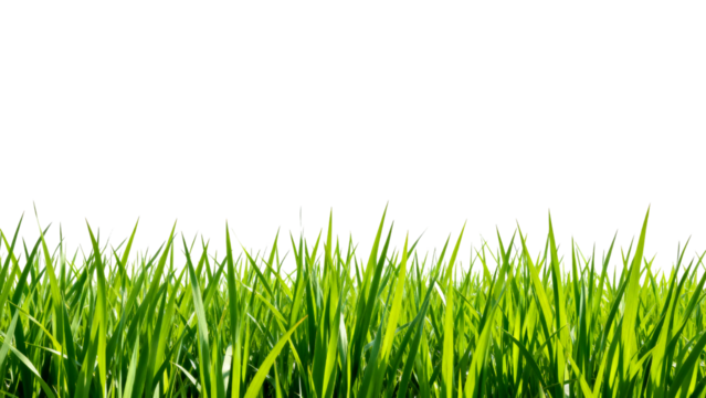 Fresh green grass under bright daylight with a clear white background highlighting natural beauty