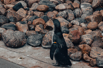 Slottsskogens Djurpark – Nordic wildlife in Gothenburg city park