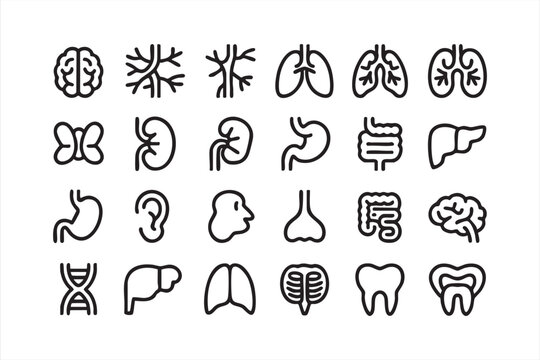 Minimal biological system graphics for healthcare and anatomy learning