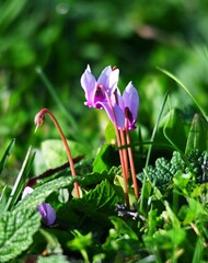 A crocus is a low-growing, perennial flowering plant from the iris family Iridaceae