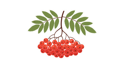Vibrant cluster of red rowan berries with fresh green leaves is beautifully displayed on a single branch.
