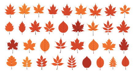 Extensive collection of diverse autumn leaves showcasing a rich spectrum of shapes and warm seasonal colors including orange red and brown.