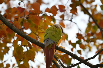 a yellow parrot standing on a branch with red leaves in autumn