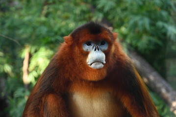 a big golden snub-nosed with blue face and golden hairs in the zoo