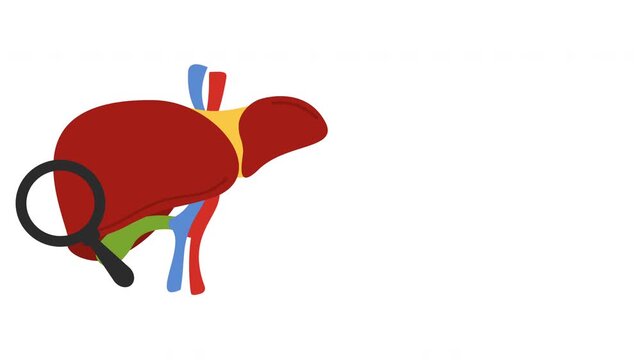 human liver anatomy organ