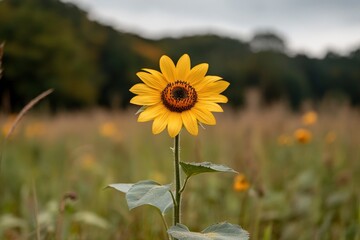 Obraz premium Vibrant sunflower in golden field landscape