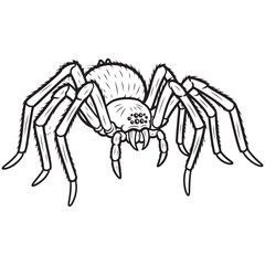 Black and white drawing of a spider