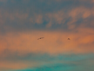 bird flying into sunset clouds