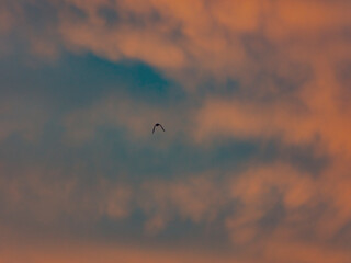 bird flying into sunset clouds