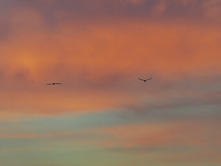 bird flying into sunset clouds