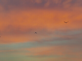 bird flying into sunset clouds