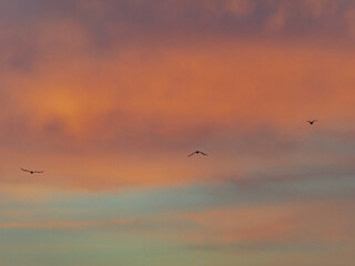bird flying into sunset clouds