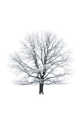 A solitary gnarled oak tree covered in fresh snow stands in a vast minimalist white landscape with copy space. Concept of serene winter solitude