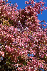 Monkey pot tree flowers and leaves (Lecythis pisonis) in Rio de Janeiro, Brazil