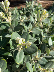 Metrosideros excelsa, pohutukawa or New Zealand Christmas tree or iron tree plant close up.Selective focus.	