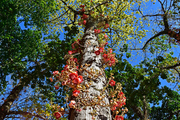 Cannonball tree flowers and buds on trunk (Couroupita guianensis) in Rio de Janeiro, Brazil