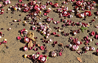 Cannonball tree flower on floor (Couroupita guianensis) in Rio de Janeiro, Brazil