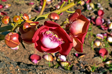 Cannonball tree flower and buds (Couroupita guianensis) in Rio de Janeiro, Brazil