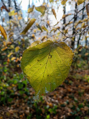 Close-up of a green autumn leaf covered with delicate frost, illuminated by soft sunlight in a forest setting. The frozen edges and warm background create a striking seasonal contrast.
