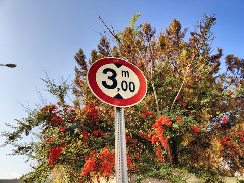 Maximum Height Restriction Traffic Sign (3.00m) Set Against a Background of Autumn Foliage and Blue Sky