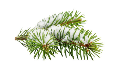 A vibrant green balsam fir branch with fresh crystalline snow isolated on a transparent background with copy space, minimalist winter holiday concept