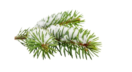 A vibrant green balsam fir branch with fresh crystalline snow isolated on a transparent background with copy space, minimalist winter holiday concept