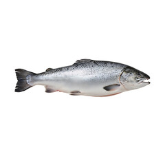 Naklejka premium Fresh Whole Salmon Isolated on White