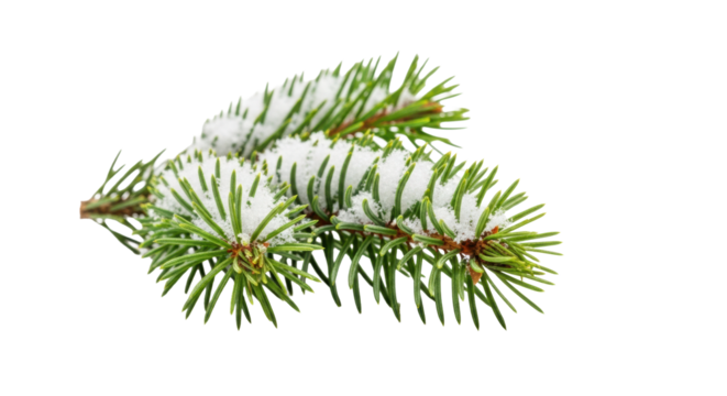 A vibrant green balsam fir branch with fresh crystalline snow isolated on a transparent background with copy space, minimalist winter holiday concept - Powered by Adobe