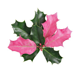 Fototapeta premium PNG Vibrant pink holly leaves arrangement.